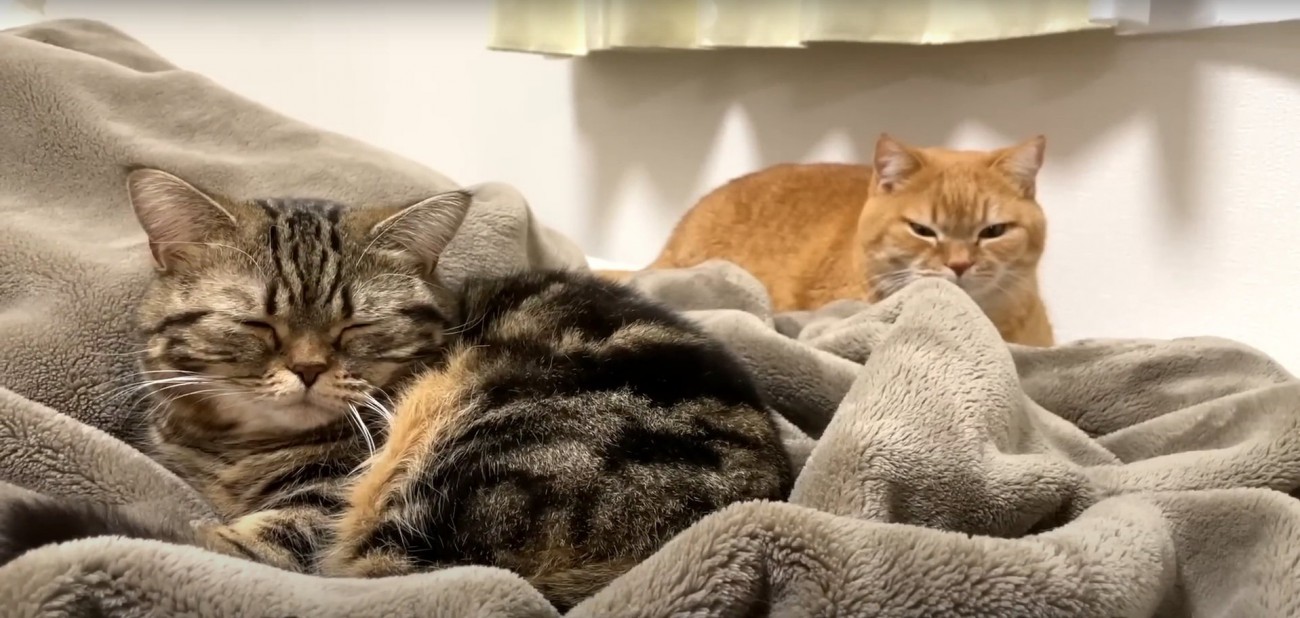 くつろぐ2匹の猫