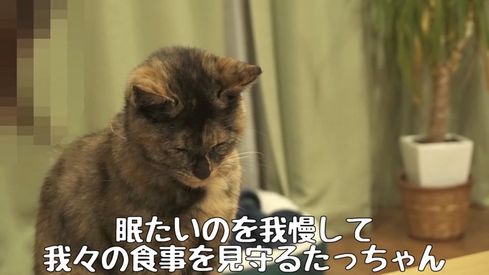 眠そうなたっちゃん