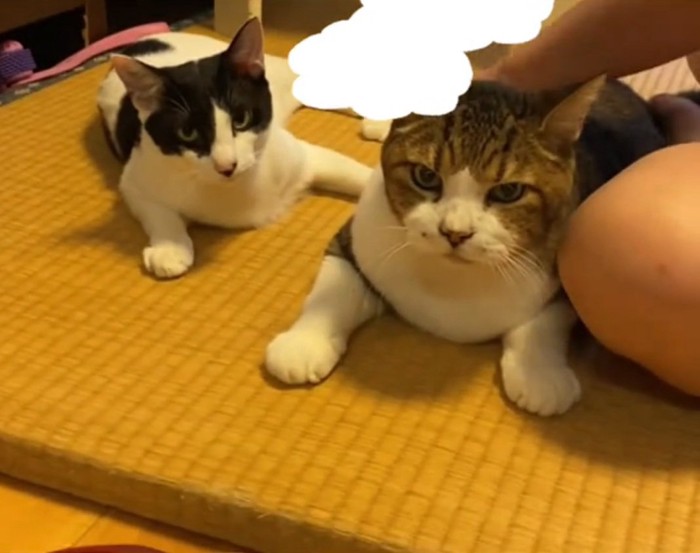 カメラ目線の2匹の猫