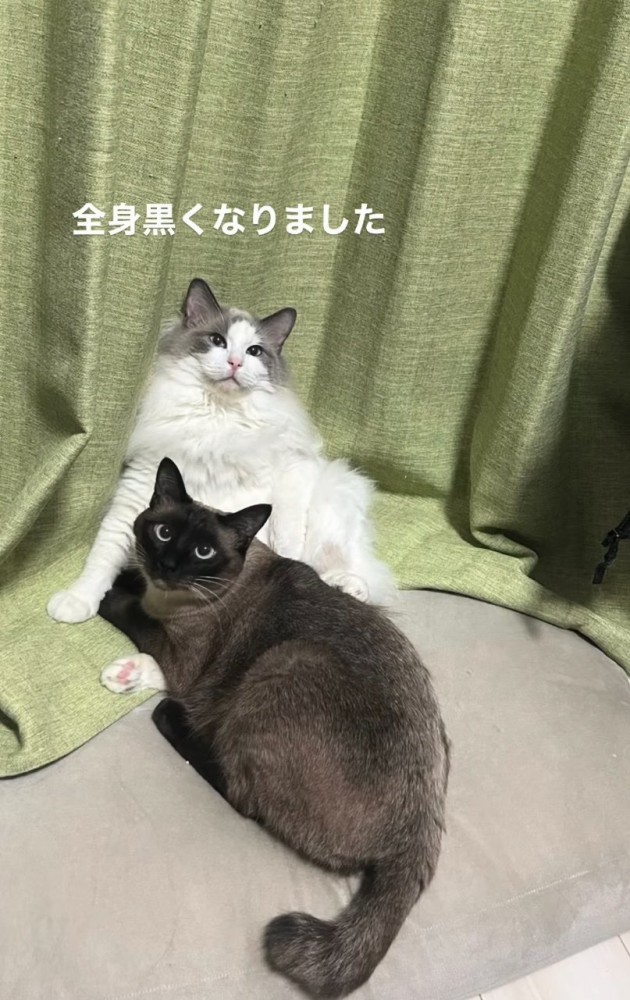 寄り添う2匹の猫