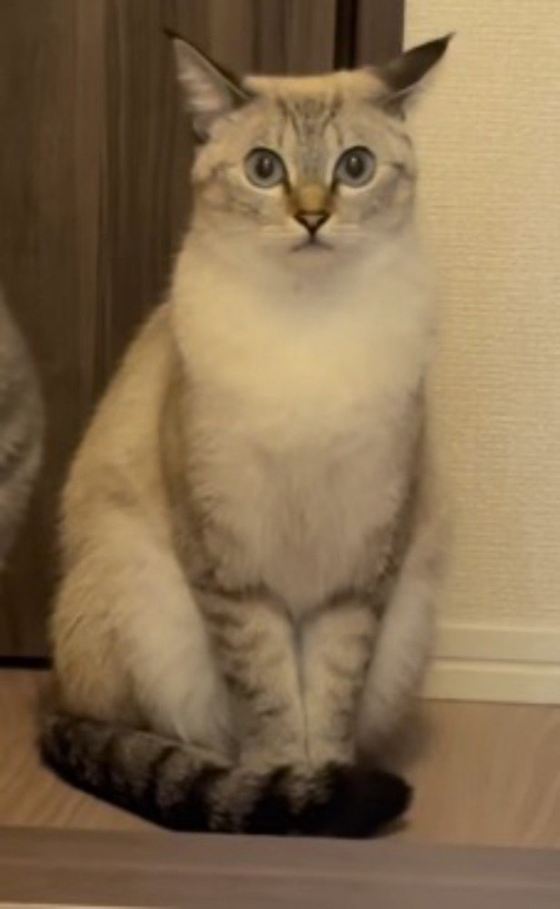 少し離れたところから飼い主を見つめるトラ模様の猫