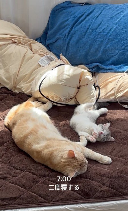 寝るおそばくんととろろちゃん