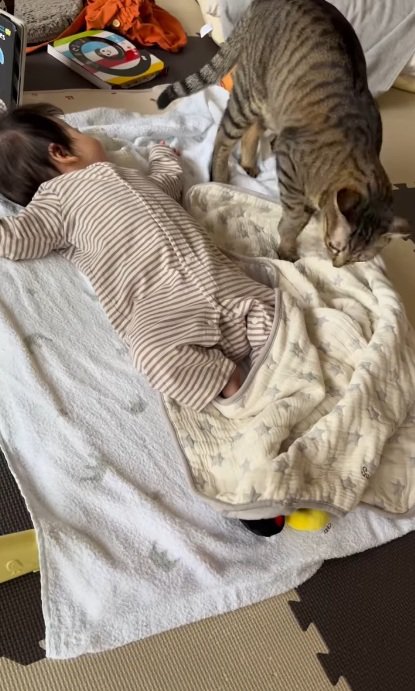 寝ている赤ちゃんのそばにきた猫