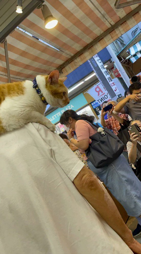飼い主の肩に乗る猫を見つめるたくさんの客
