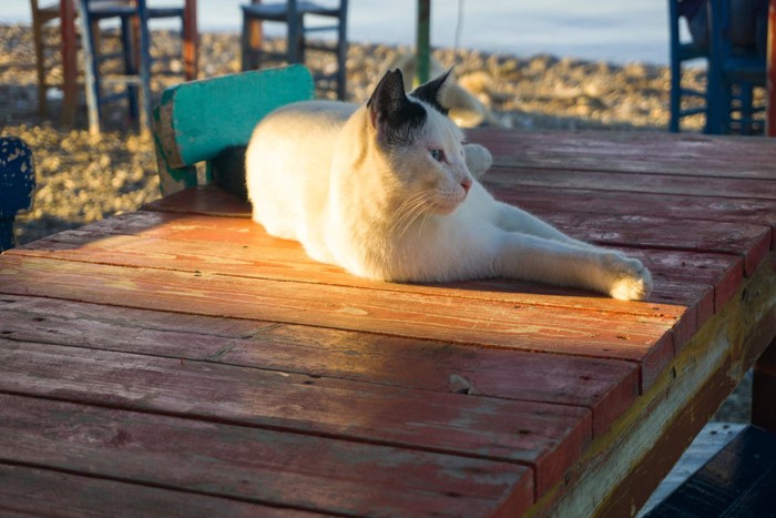 海沿いでくつろぐターキッシュバン