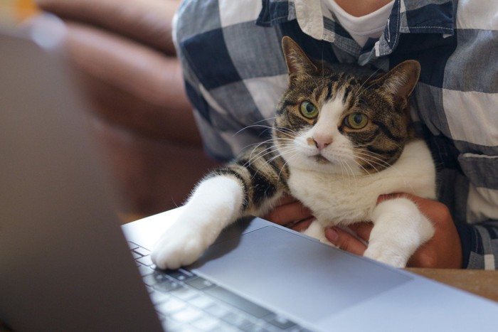 一緒にPCを見る猫