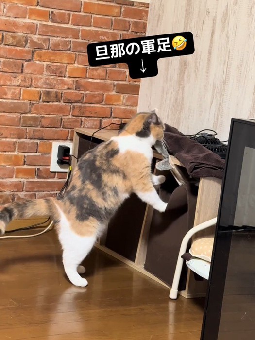 箱から引っ張り出す猫
