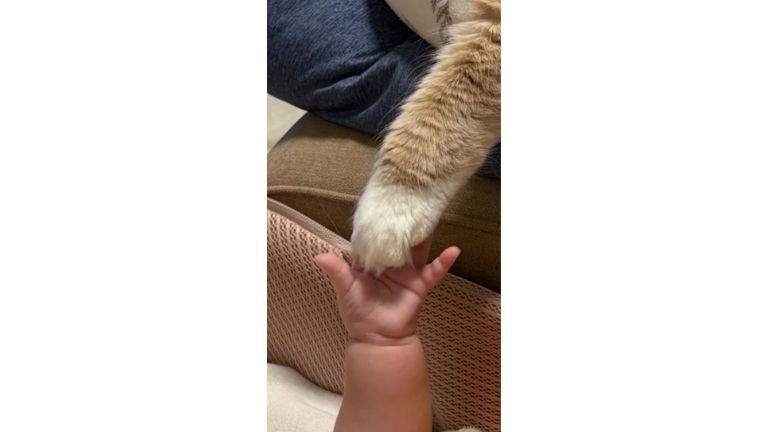 猫の手と赤ちゃんの手