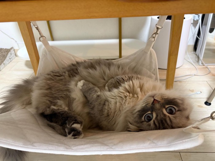 ハンモックで仰向けの猫