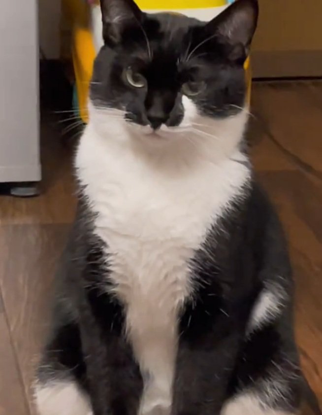 背筋を伸ばす猫