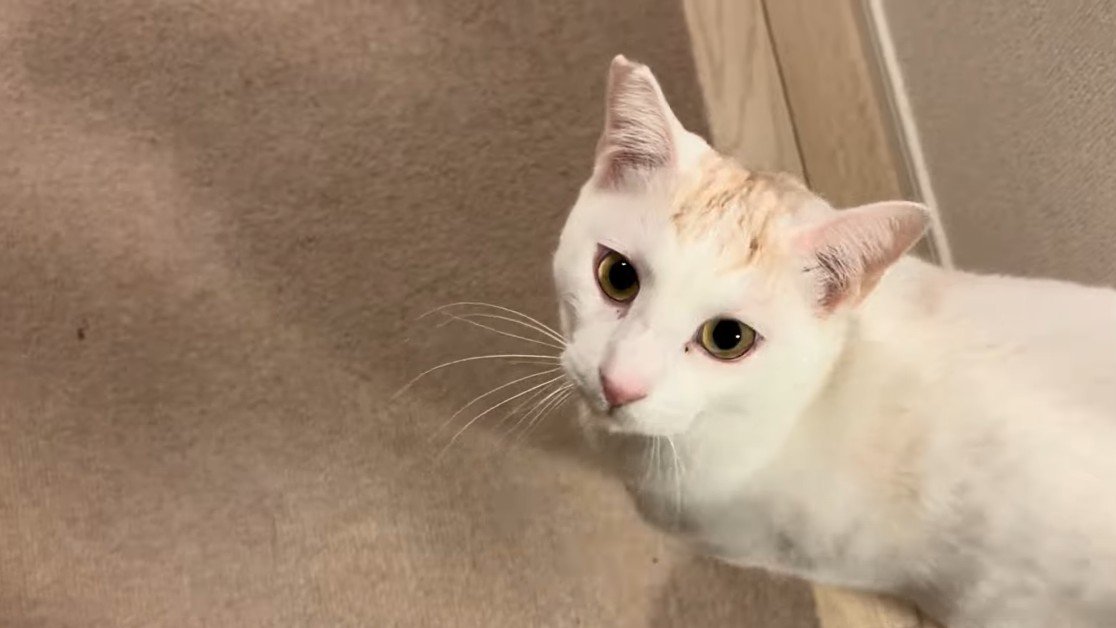 見上げるハルくん