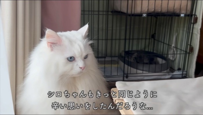 ケージから少し離れた場所でキジトラ猫を見守る白猫