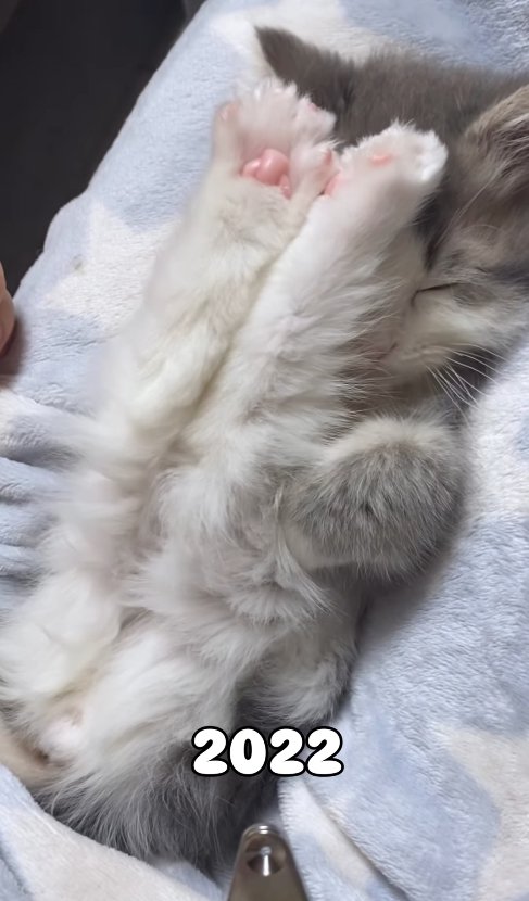 伸ばして揃えた後ろ足を顔につけて寝ている子猫