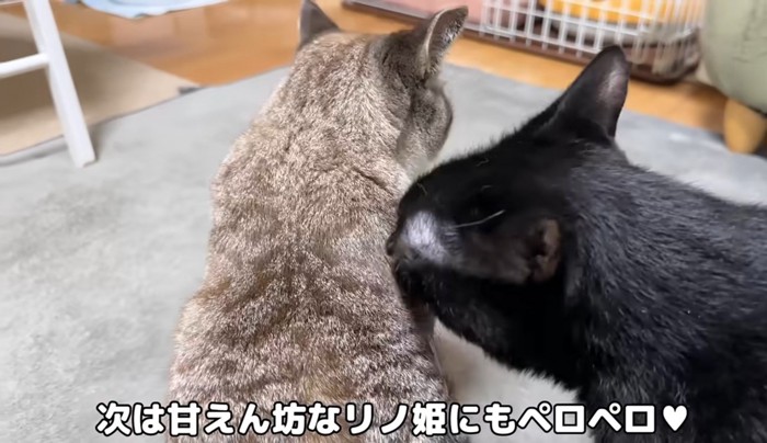 猫を毛づくろいする黒猫
