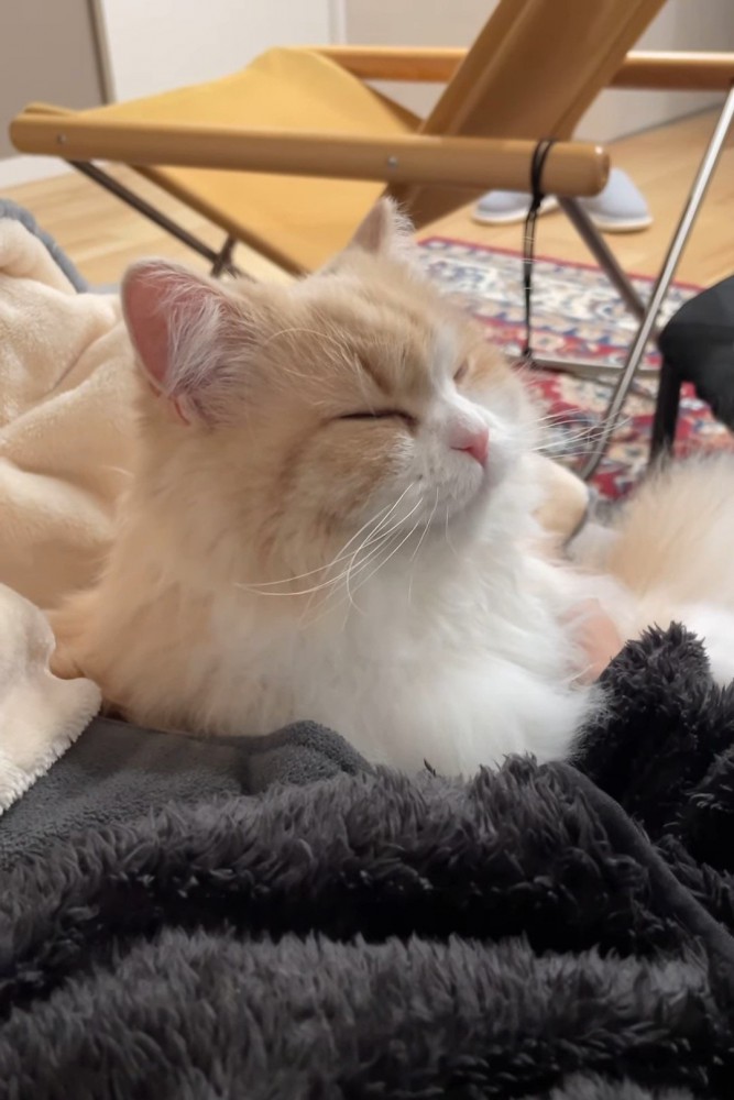 目を閉じ幸せそうな猫