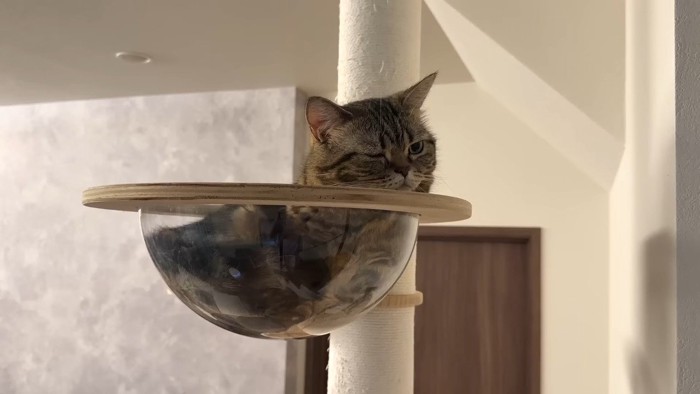 ボウルの中