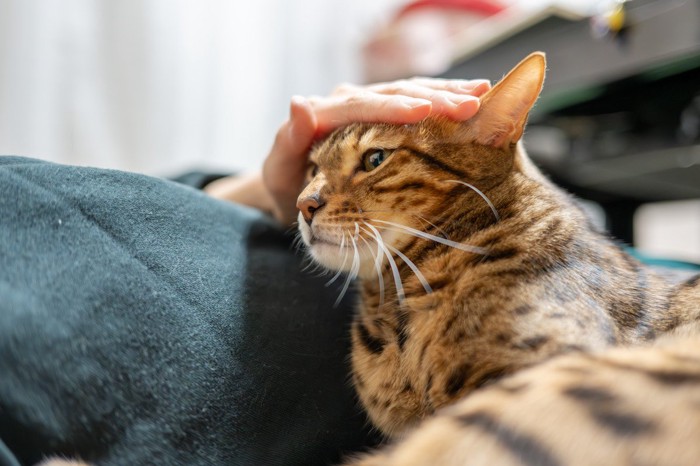 飼い主を慰めている猫!?