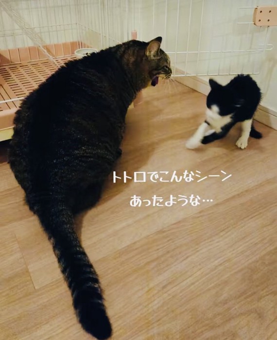 子猫を威嚇するキジトラ猫