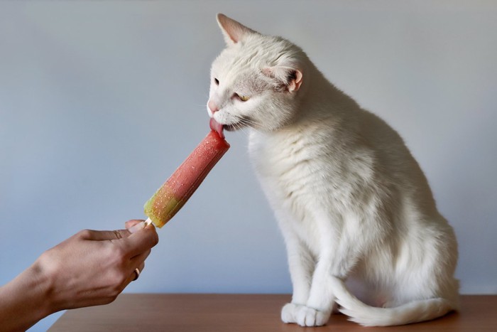 アイスフードを舐める猫