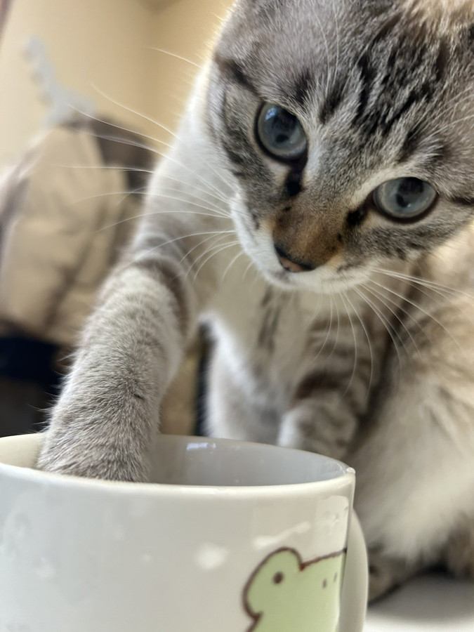 トラ模様が入っている猫の顔