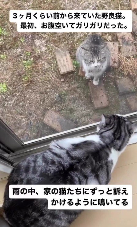 鳴いている外猫