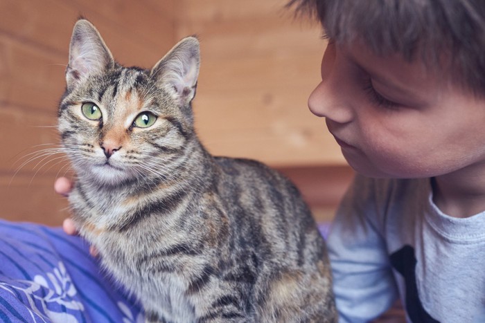 トラ猫をなでる少年