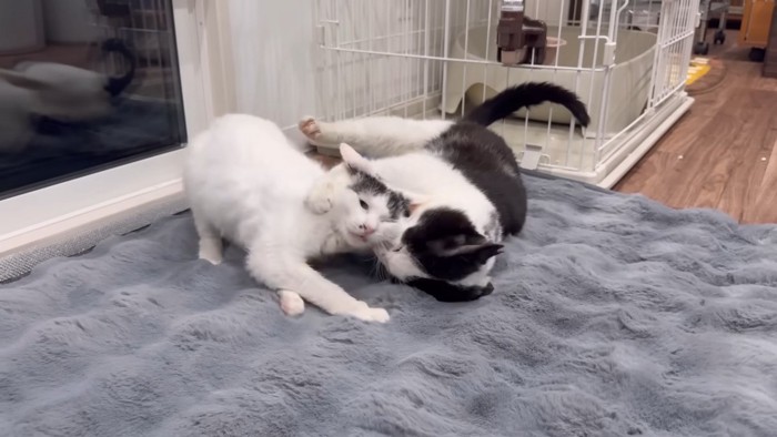 逃げるなおみちゃん