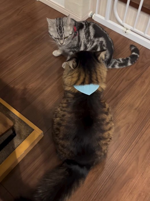 向かい合う2匹の猫