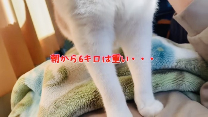 次男を踏み起こす猫