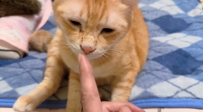 指を嗅ぐ猫