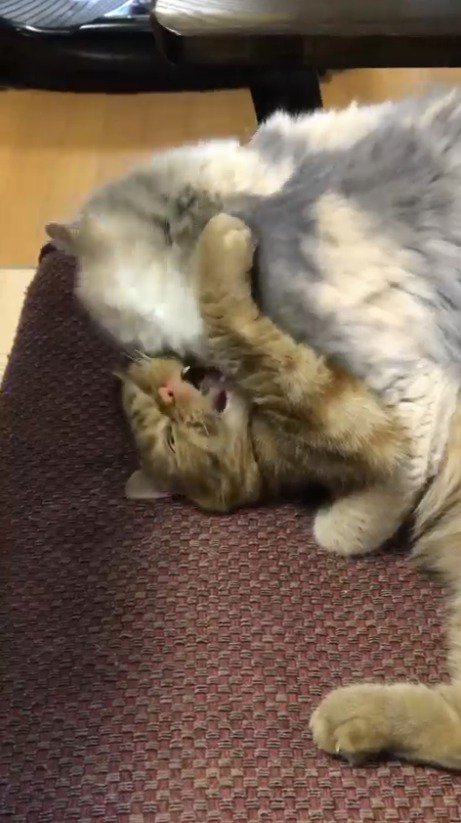 三毛猫に乗られて口を開ける茶トラ猫