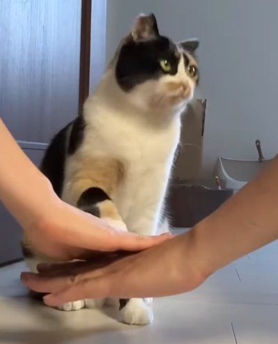 二人の手と左側を見ながら右手を上げる猫