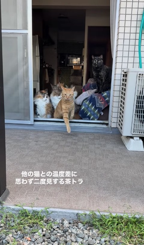 掃き出し窓から右前足を出している茶トラ