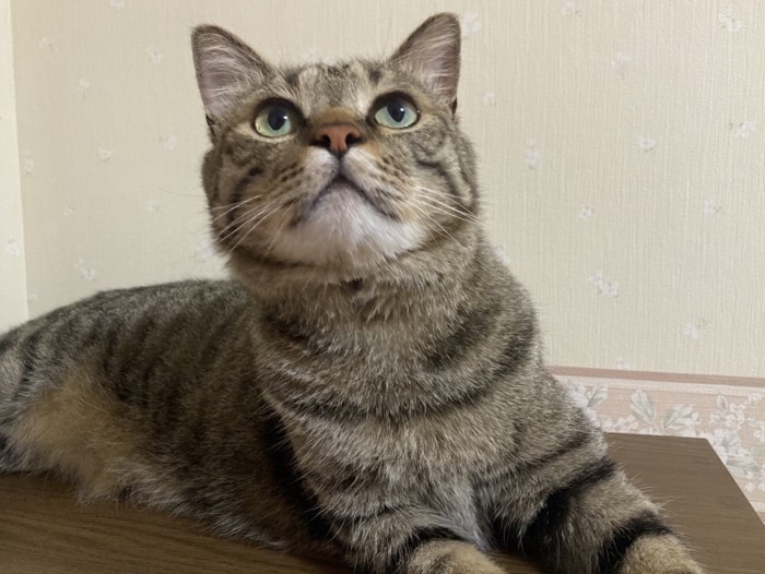 くつろぐルイくん