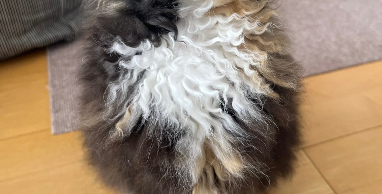 立派なエカちゃんの胸毛