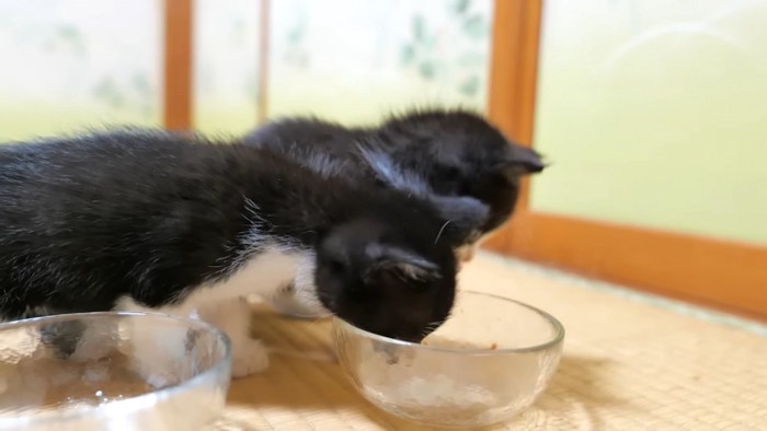 離乳食を食べる2匹の子猫