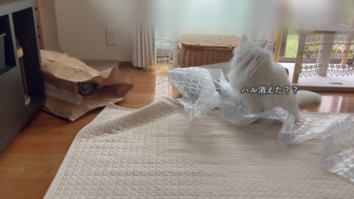 ハル消えた？？