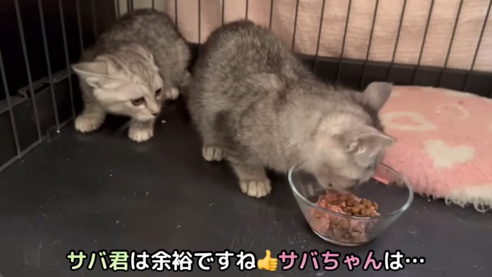 ごはんを食べる子猫