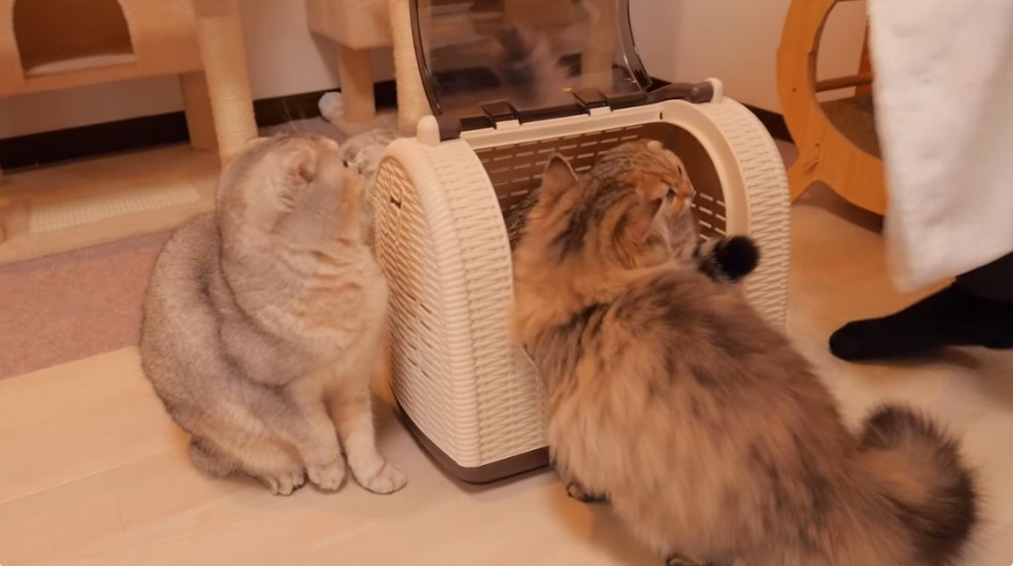 キャリーに集まるブリティッシュショートヘアの猫達