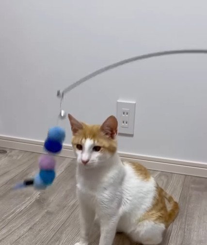 おもちゃを見る善くん