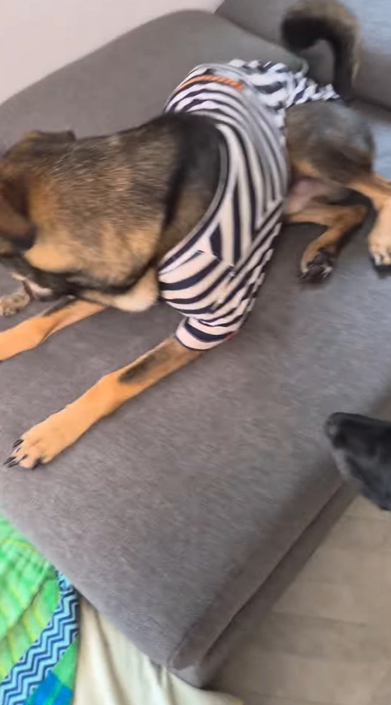 猫の上に座る青い服を着た犬
