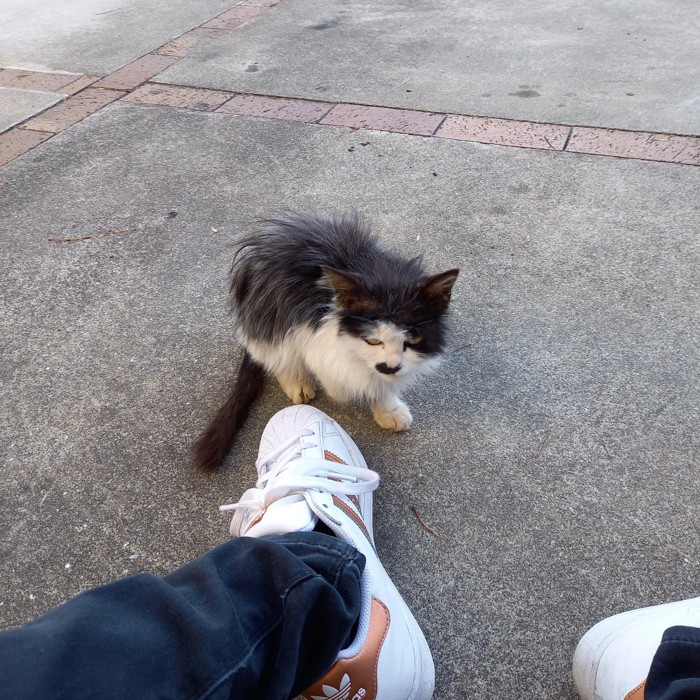 人の靴のそばにいる猫