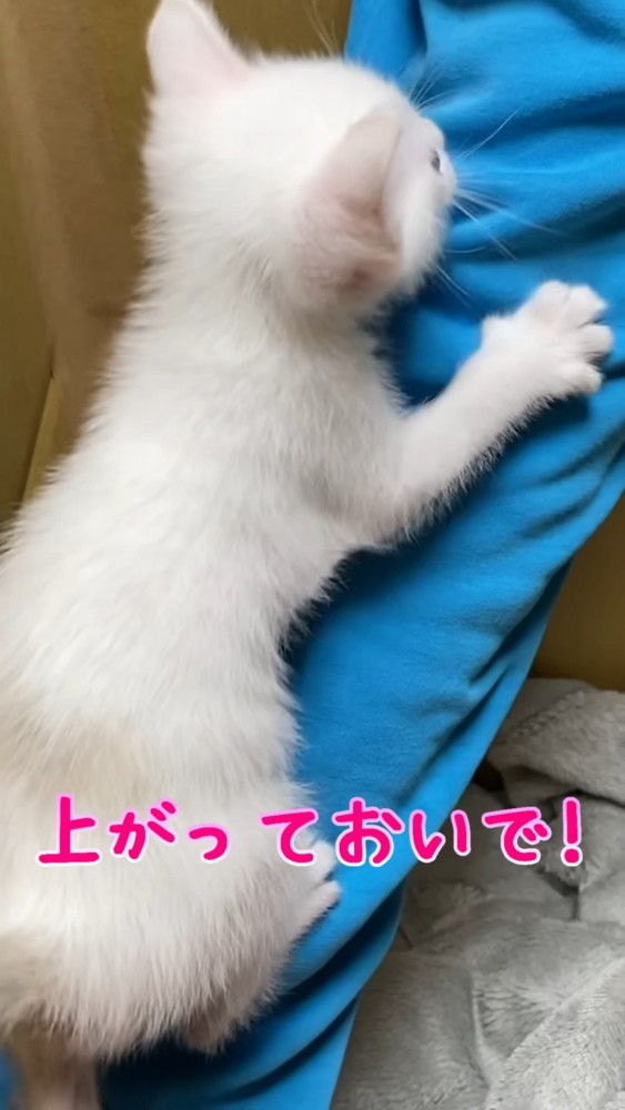 腕をよじ登る子猫