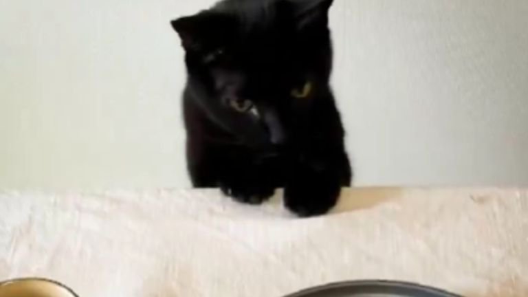 テーブルを覗く黒猫