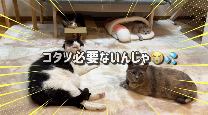 カーペットでくつろぐ猫達