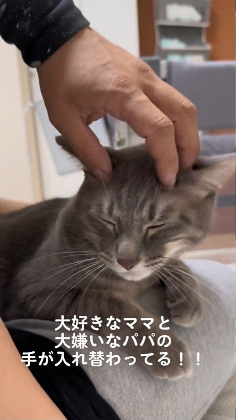 頭をなでられめを閉じる猫