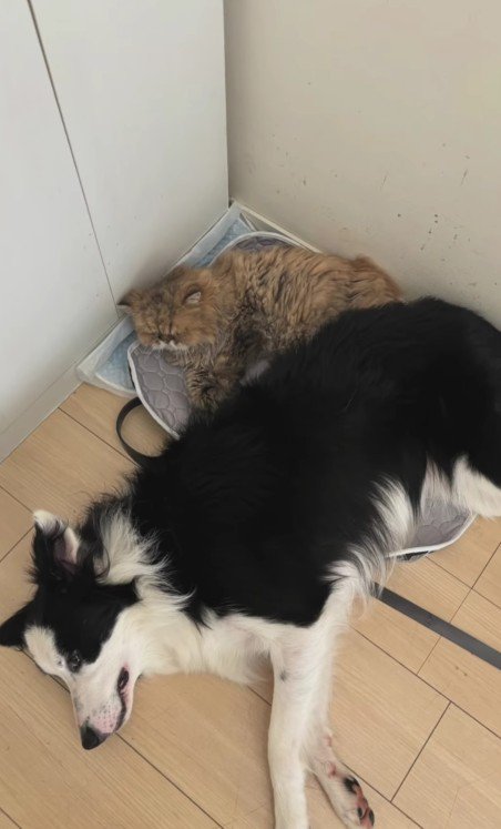 寝そべる猫と犬