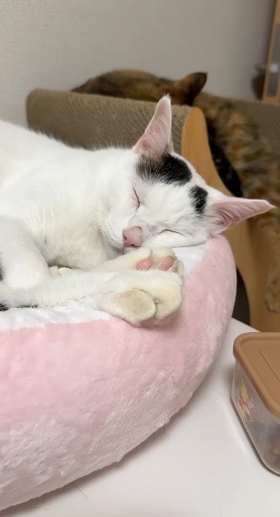 猫用ベッドで眠る猫