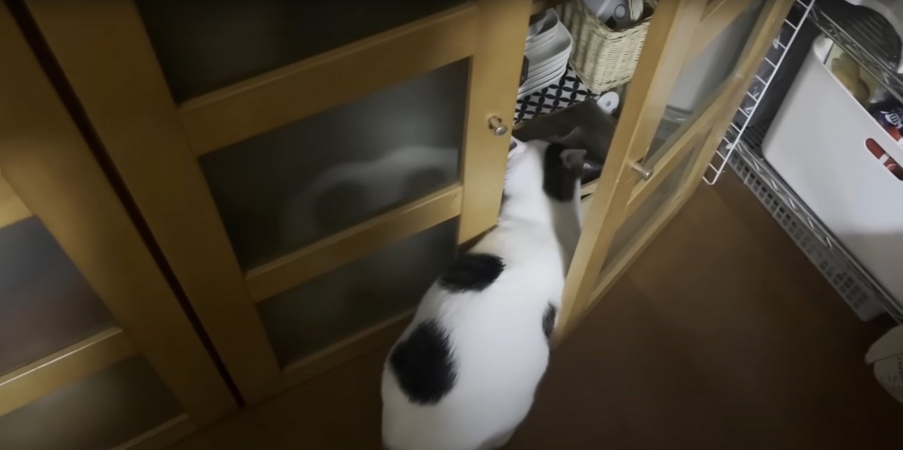 構わずおやつを漁る豆大福くん