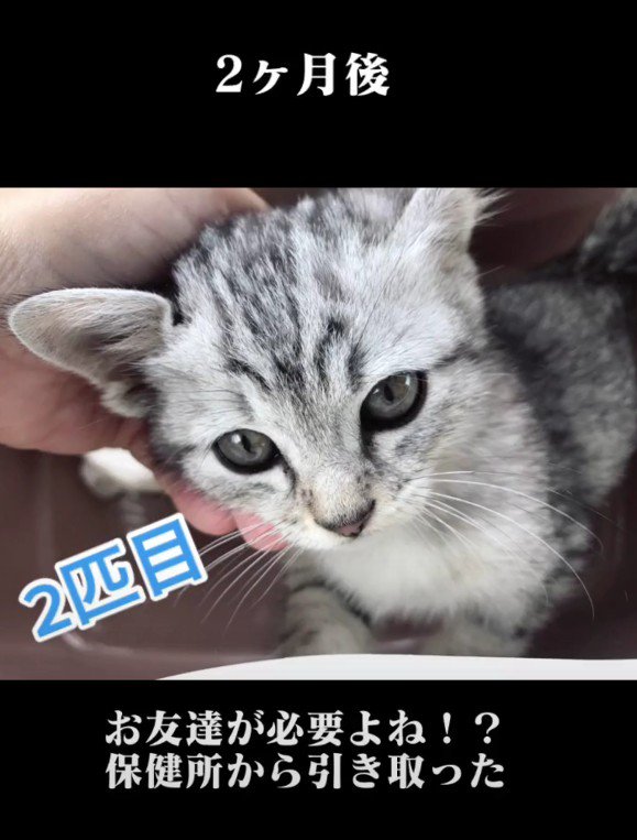 保護された子猫